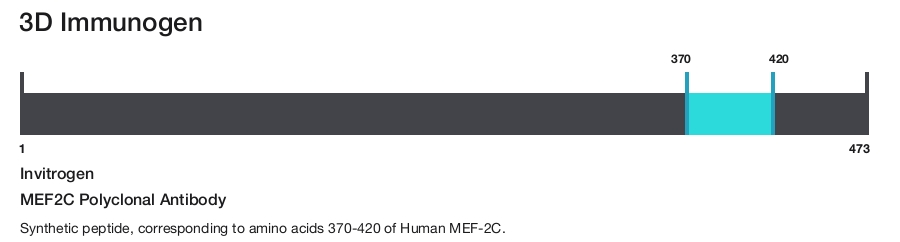 MEF2C Polyclonal Antibody