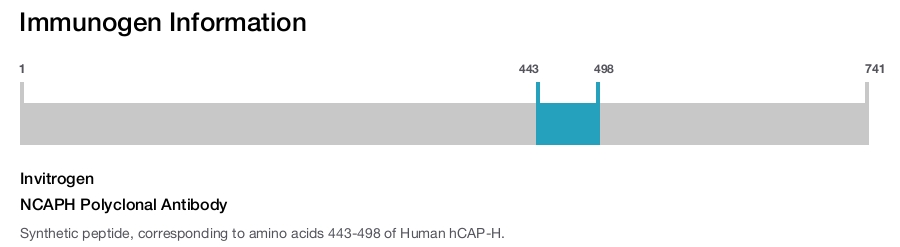 NCAPH Polyclonal Antibody