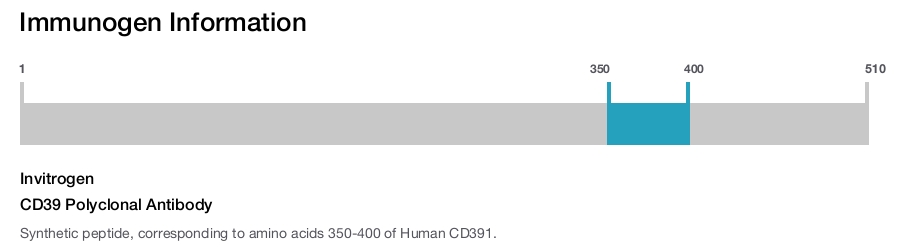 CD39 Polyclonal Antibody