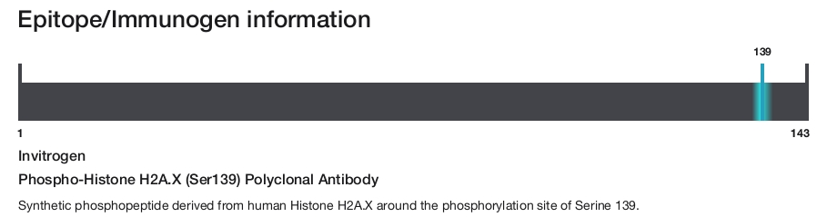 Phospho-Histone H2A.X (Ser139) Polyclonal Antibody