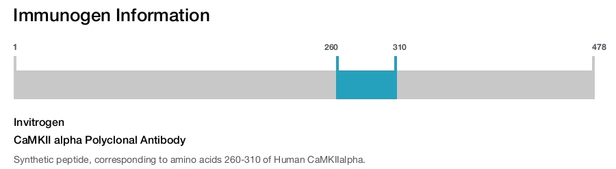 CaMKII alpha Polyclonal Antibody