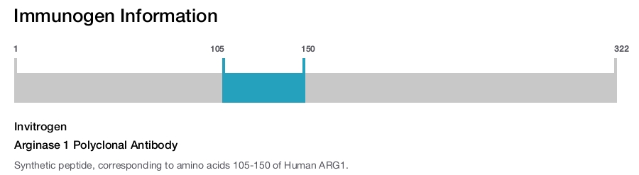 Arginase 1 Polyclonal Antibody