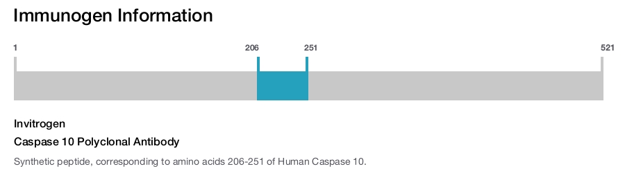 Caspase 10 Polyclonal Antibody