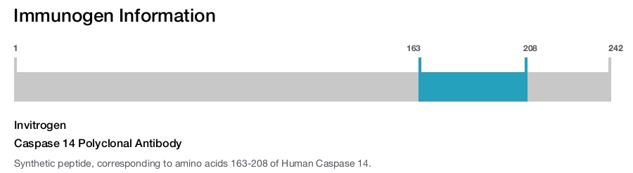 Caspase 14 Polyclonal Antibody