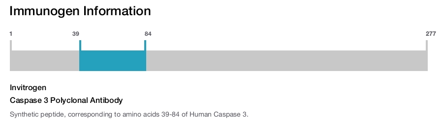 Caspase 3 Polyclonal Antibody