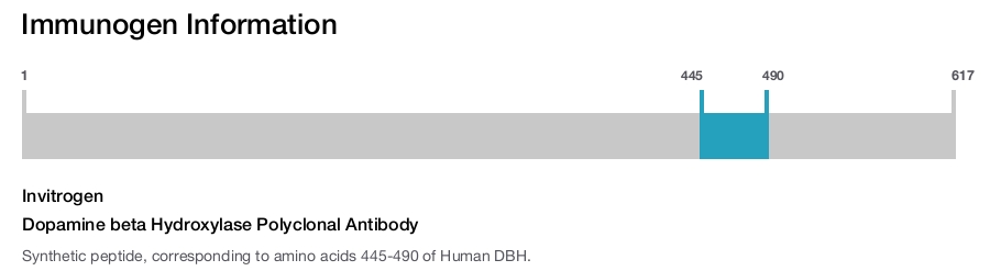 Dopamine beta Hydroxylase Polyclonal Antibody