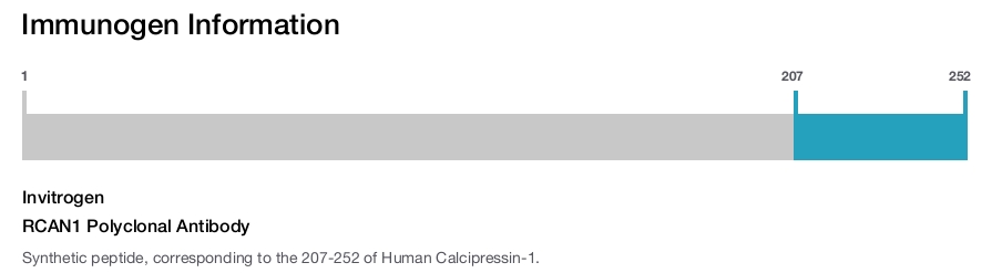 RCAN1 Polyclonal Antibody