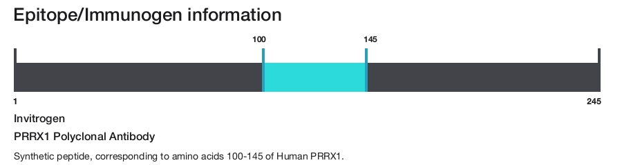 PRRX1 Polyclonal Antibody