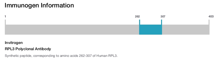 RPL3 Polyclonal Antibody