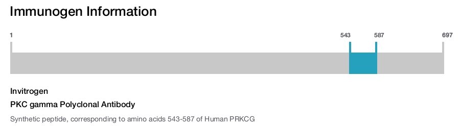 PKC gamma Polyclonal Antibody