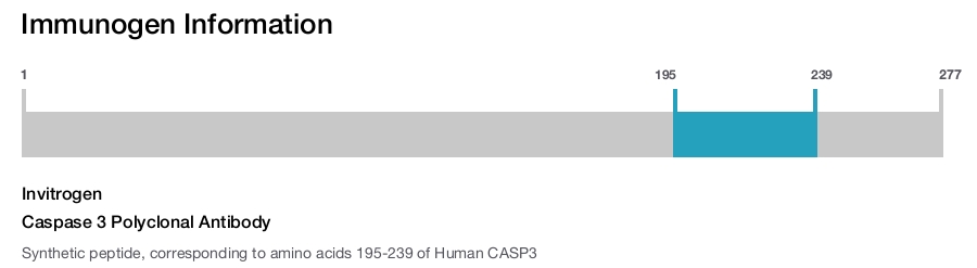 Caspase 3 Polyclonal Antibody