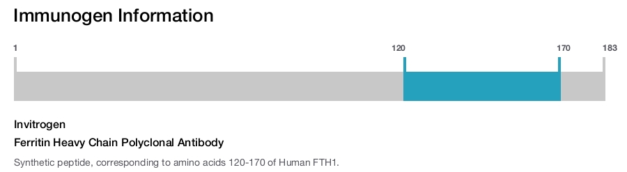 Ferritin Heavy Chain Polyclonal Antibody