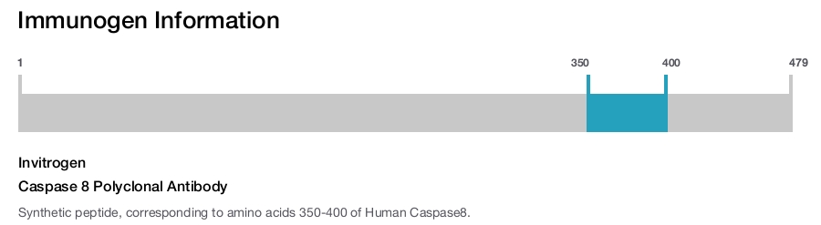 Caspase 8 Polyclonal Antibody