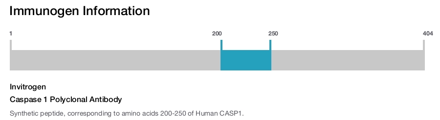 Caspase 1 Polyclonal Antibody
