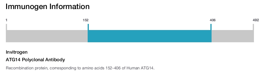 ATG14 Polyclonal Antibody
