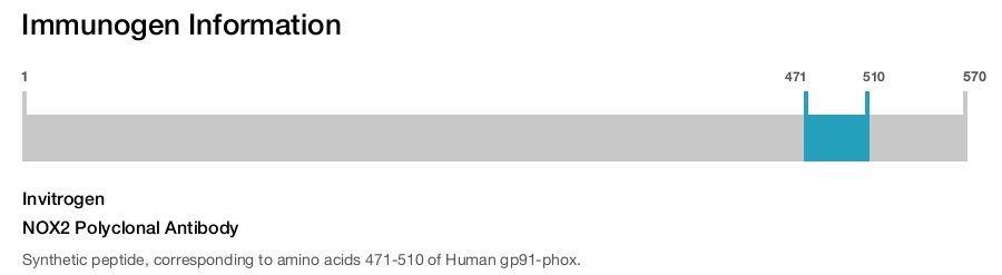 NOX2 Polyclonal Antibody