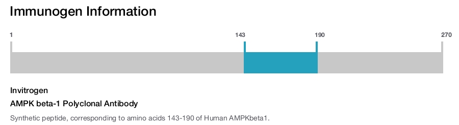 AMPK beta-1 Polyclonal Antibody