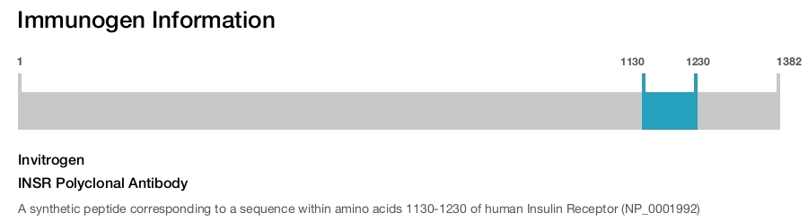 INSR Polyclonal Antibody