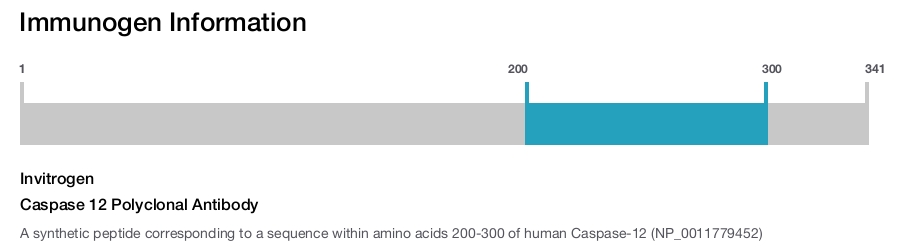 Caspase 12 Polyclonal Antibody
