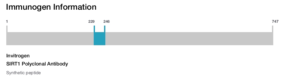 SIRT1 Polyclonal Antibody