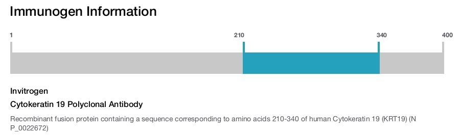 Cytokeratin 19 Polyclonal Antibody