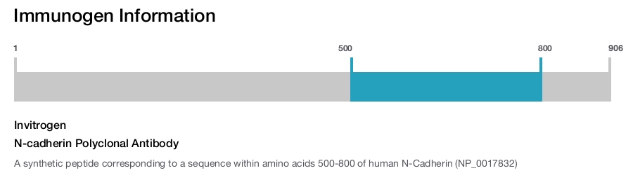 N-cadherin Polyclonal Antibody