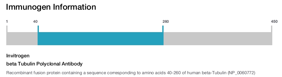beta Tubulin Polyclonal Antibody
