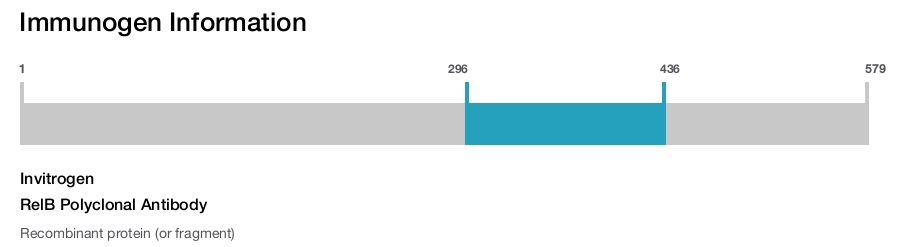RelB Polyclonal Antibody