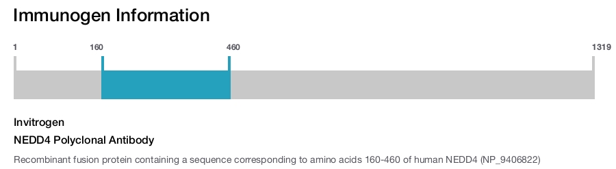 NEDD4 Polyclonal Antibody
