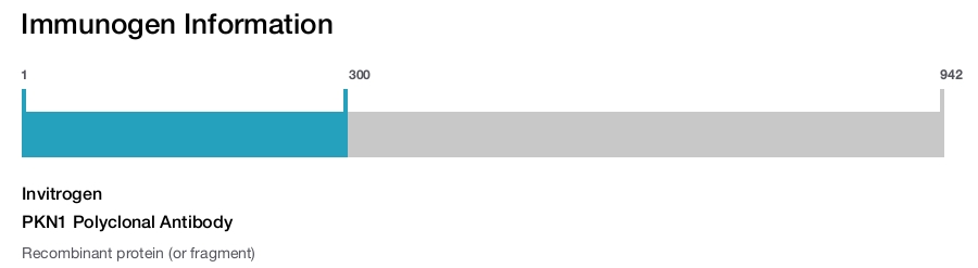 PKN1 Polyclonal Antibody
