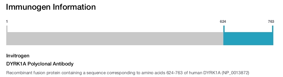 DYRK1A Polyclonal Antibody