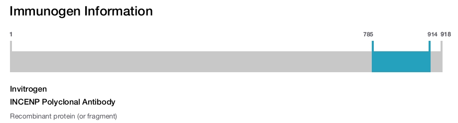 INCENP Polyclonal Antibody