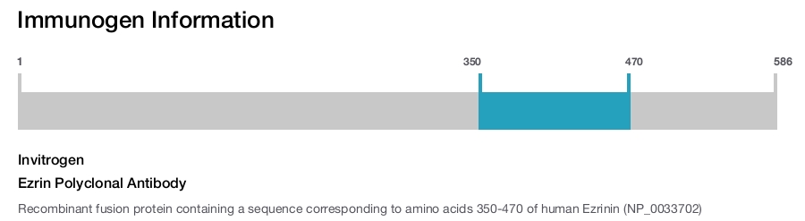 Ezrin Polyclonal Antibody
