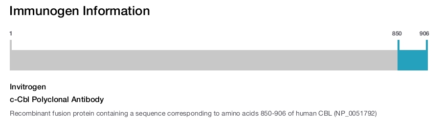 c-Cbl Polyclonal Antibody