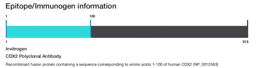 CDX2 Polyclonal Antibody