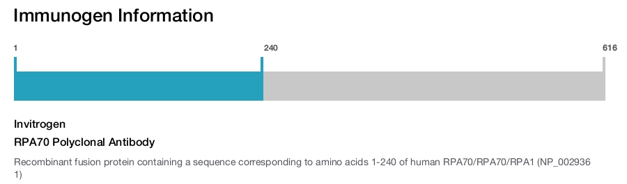 RPA70 Polyclonal Antibody