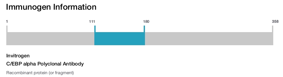 C/EBP alpha Polyclonal Antibody
