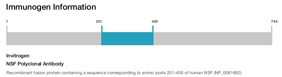 NSF Polyclonal Antibody
