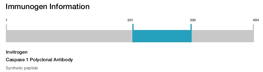 Caspase 1 Polyclonal Antibody
