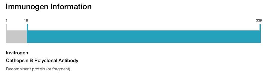 Cathepsin B Polyclonal Antibody