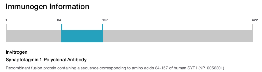 Synaptotagmin 1 Polyclonal Antibody
