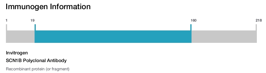 SCN1B Polyclonal Antibody