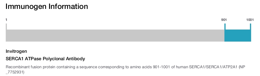 SERCA1 ATPase Polyclonal Antibody