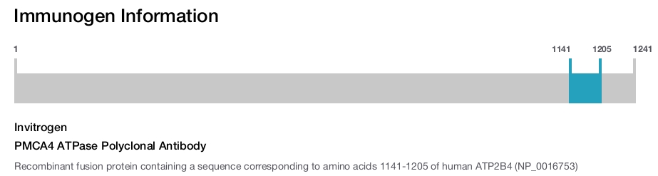 PMCA4 ATPase Polyclonal Antibody