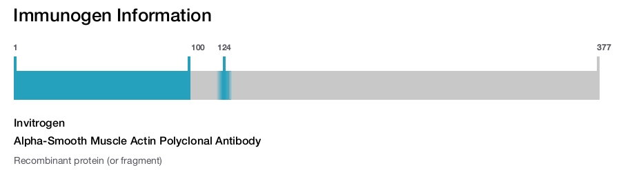 Alpha-Smooth Muscle Actin Polyclonal Antibody