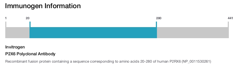 P2X6 Polyclonal Antibody