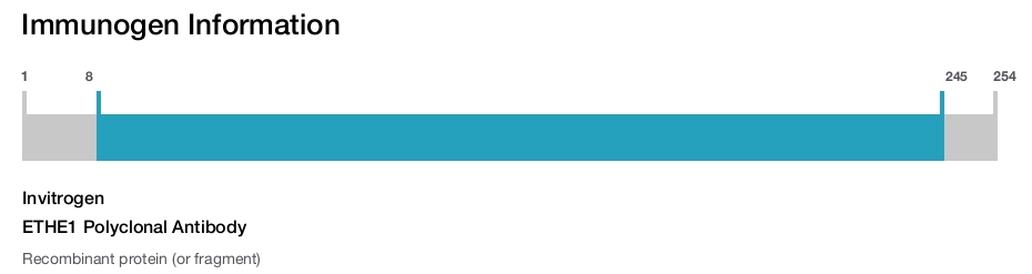 ETHE1 Polyclonal Antibody