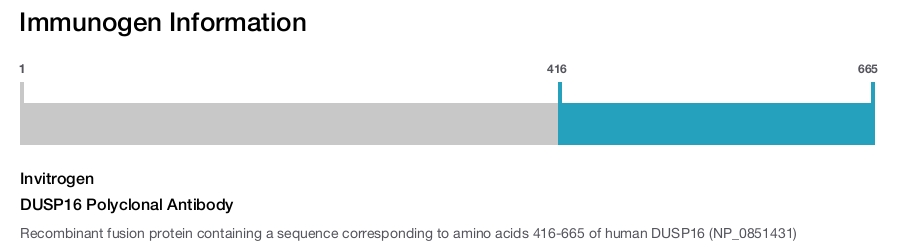 DUSP16 Polyclonal Antibody