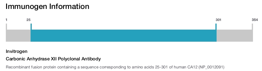 Carbonic Anhydrase XII Polyclonal Antibody