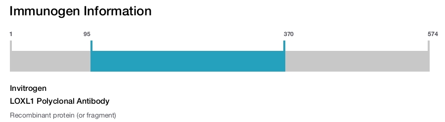 LOXL1 Polyclonal Antibody